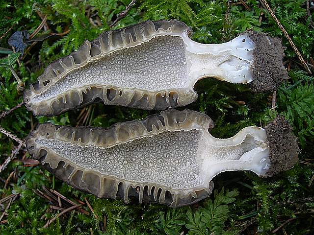 Le prime specie primaverili